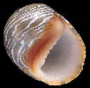  Theodoxus luteofasciata (Olive Nerite)